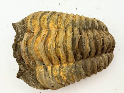Fosilie Trilobit Calymene Flexicalymene 65 mm #229