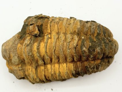 Fosilie Trilobit Calymene Flexicalymene 85 mm #230