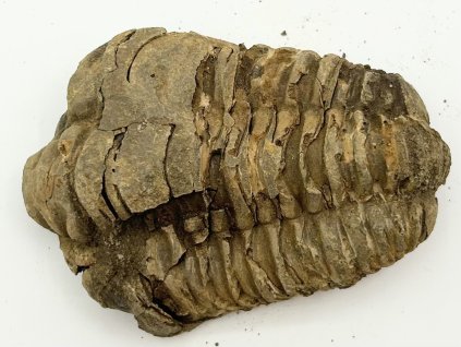 Fosilie Trilobit Calymene Flexicalymene 85 mm #231