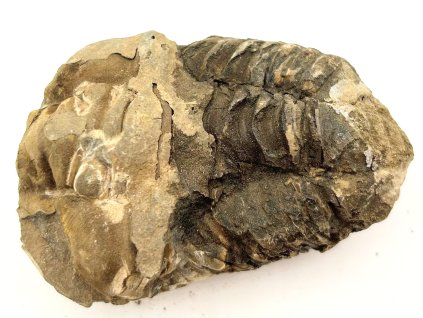 Fosilie Trilobit Calymene Flexicalymene 75 mm #233