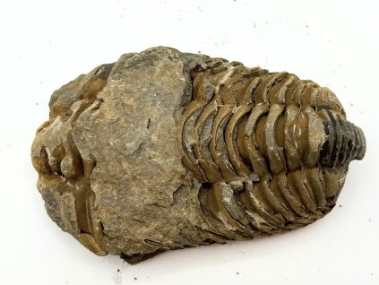 Fosilie Trilobit Calymene Flexicalymene 85 mm #234
