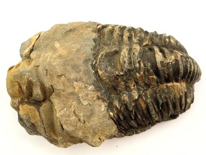 Fosilie Trilobit Calymene Flexicalymene 85 mm #235