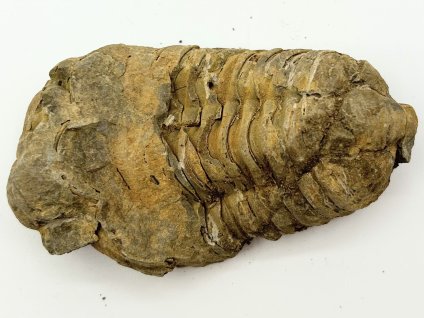 Fosilie Trilobit Calymene Flexicalymene 85 mm #237