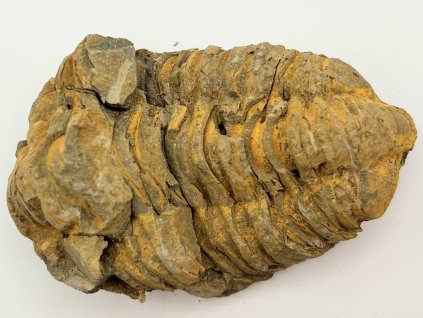 Fosilie Trilobit Calymene Flexicalymene 85 mm #238
