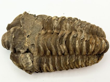 Fosilie Trilobit Calymene Flexicalymene 75 mm #239
