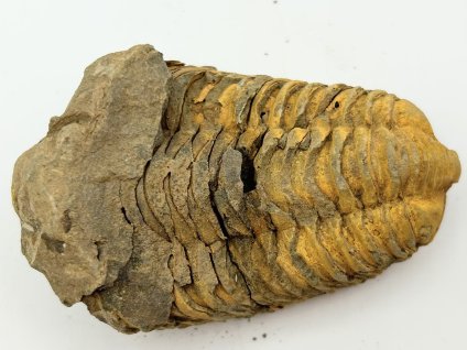 Fosilie Trilobit Calymene Flexicalymene 75 mm #240