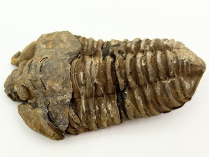 Fosilie Trilobit Calymene Flexicalymene 85 mm #244