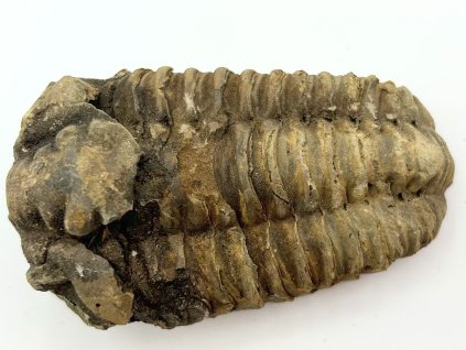 Fosilie Trilobit Calymene Flexicalymene 75 mm #246