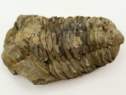 Fosilie Trilobit Calymene Flexicalymene 90 mm #247