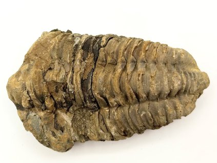 Fosilie Trilobit Calymene Flexicalymene 85 mm #248