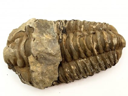 Fosilie Trilobit Calymene Flexicalymene 85 mm #250