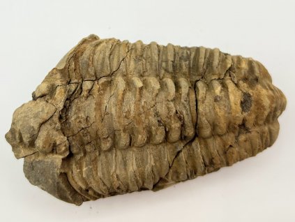 Fosilie Trilobit Calymene Flexicalymene 95 mm #251