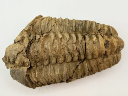 Skamielina trylobita Calymene Flexicalymene 95 mm #251