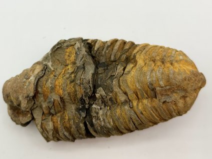 Fosilie Trilobit Calymene Flexicalymene 90 mm #252