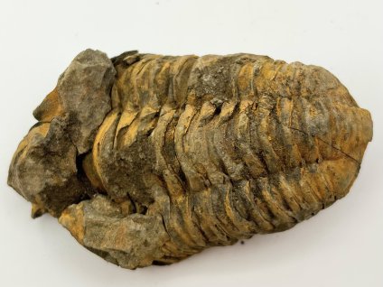 Fosilie Trilobit Calymene Flexicalymene 85 mm #254