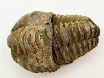 Fosilie Trilobit Calymene Flexicalymene 80 mm #255