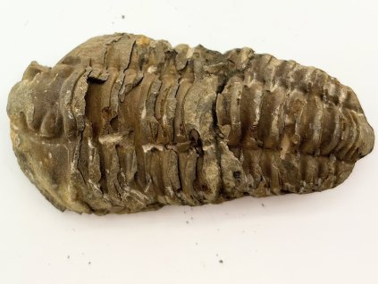 Fosilie Trilobit Calymene Flexicalymene 90 mm #256