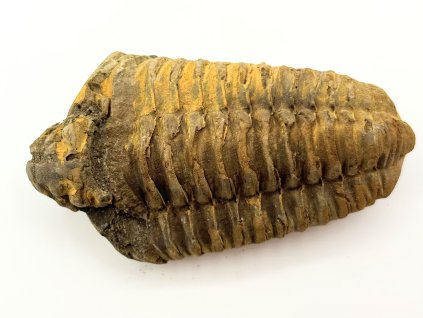 Fosilie Trilobit Calymene Flexicalymene 80 mm #257