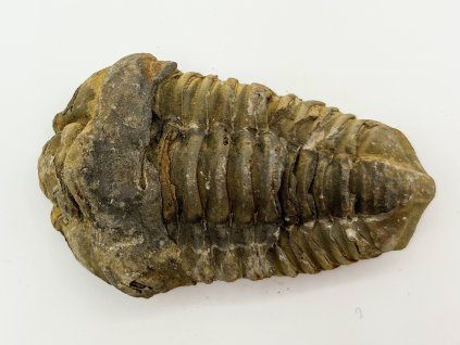 Fosilie Trilobit Calymene Flexicalymene 80 mm #259