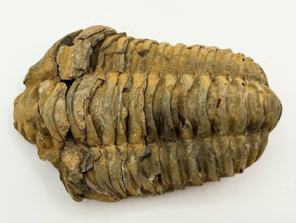 Fosilie Trilobit Calymene Flexicalymene 90 mm #261