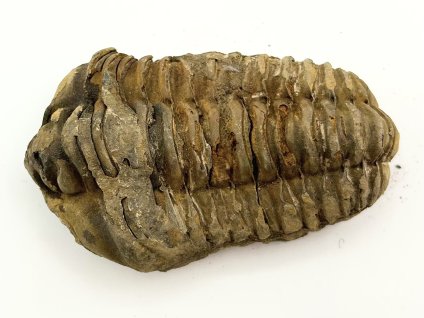 Fosilie Trilobit Calymene Flexicalymene 85 mm #264