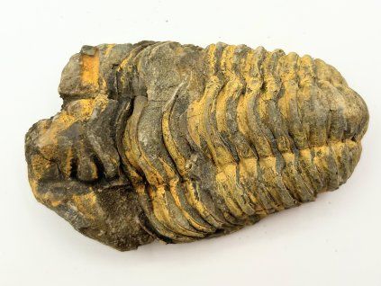 Fosília Trilobit Calymene Flexicalymene 85 mm #265