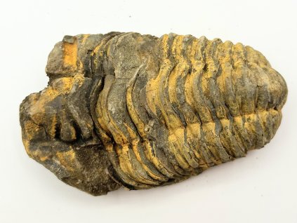 Fosilie Trilobit Calymene Flexicalymene 85 mm #265