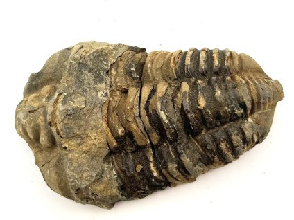 Fosilie Trilobit Calymene Flexicalymene 80 mm #267