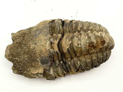 Fosilie Trilobit Calymene Flexicalymene 90 mm #268