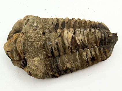 Fosilie Trilobit Calymene Flexicalymene 80 mm #272