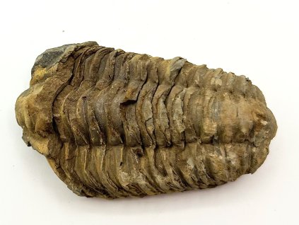 Fosilie Trilobit Calymene Flexicalymene 70 mm #273