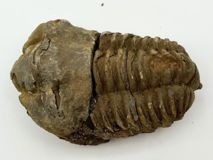 Fosilie Trilobit Calymene Flexicalymene 75 mm #276