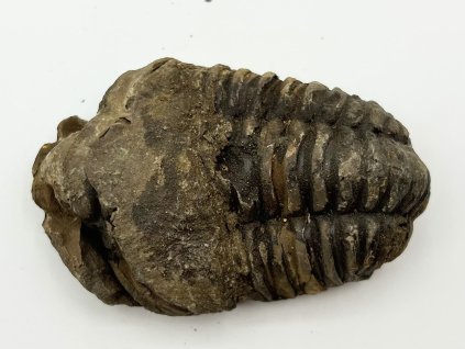 Fosilie Trilobit Calymene Flexicalymene 75 mm #279