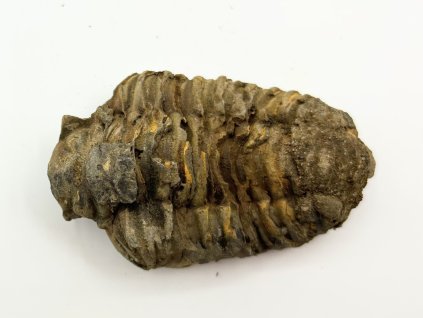 Fosilie Trilobit Calymene Flexicalymene 80 mm #280