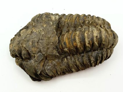 Fosilie Trilobit Calymene Flexicalymene 75 mm #281