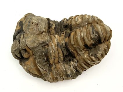 Fosilie Trilobit Calymene Flexicalymene 75 mm #282