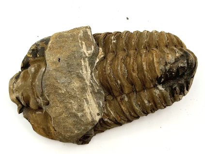 Fosilie Trilobit Calymene Flexicalymene 85 mm #284