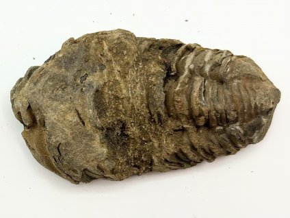 Fosilie Trilobit Calymene Flexicalymene 75 mm #285