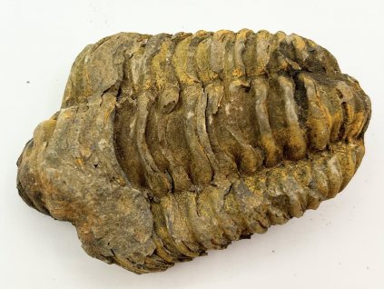 Fosilie Trilobit Calymene Flexicalymene 80 mm #286