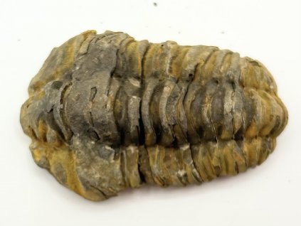 Fosilie Trilobit Calymene Flexicalymene 75 mm #287