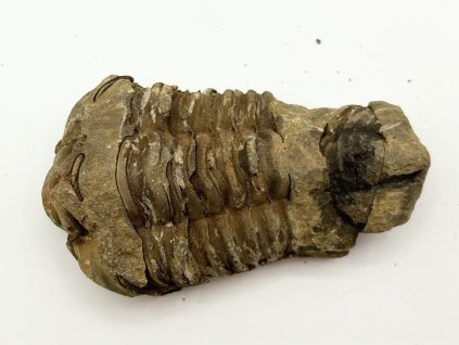 Fosilie Trilobit Calymene Flexicalymene 80 mm #288