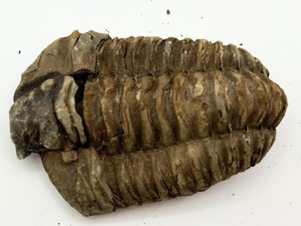 Fosilie Trilobit Calymene Flexicalymene 70 mm #291