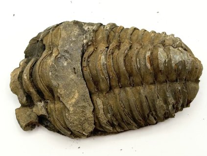 Fosilie Trilobit Calymene Flexicalymene 75 mm #293