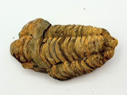 Fosilie Trilobit Calymene Flexicalymene 75 mm #294