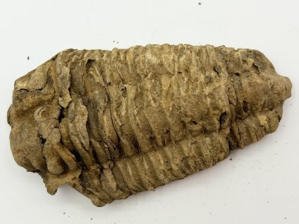 Fosilie Trilobit Calymene Flexicalymene 85 mm #296