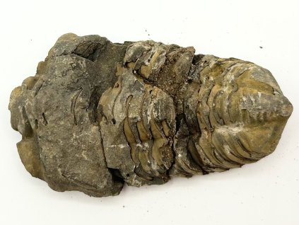 Fosilie Trilobit Calymene Flexicalymene 80 mm #297