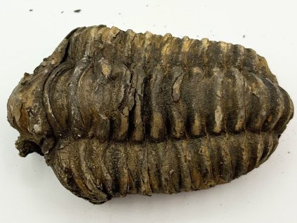 Fosilie Trilobit Calymene Flexicalymene 70 mm #299