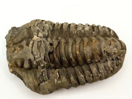 Fosilie Trilobit Calymene Flexicalymene 80 mm #301