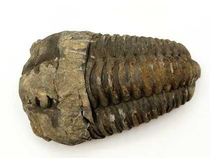 Fosilie Trilobit Calymene Flexicalymene 85 mm #302