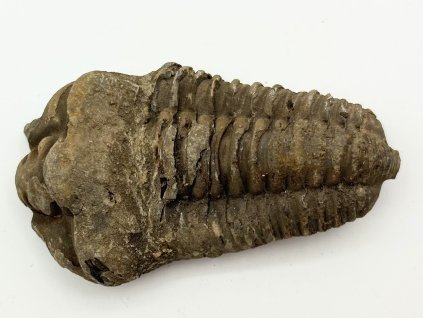 Fosilie Trilobit Calymene Flexicalymene 80 mm #304